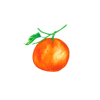 waterverf illustratie van oranje fruit png