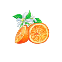 Watercolor illustration of orange fruit png