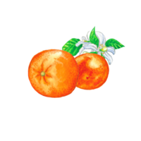 Aquarell Illustration von Orange Obst png