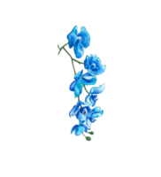 vattenfärg orkide blomma, hand dragen blommig element png