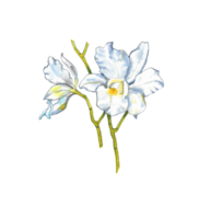 aguarela orquídea flor, mão desenhado floral elemento png