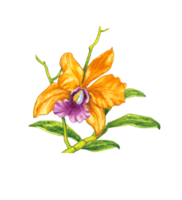 aguarela orquídea flor, mão desenhado floral elemento png