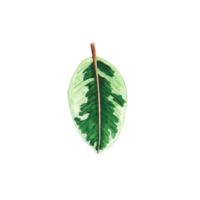 Watercolor painted tropical leaf, Hand drawn green leaf png