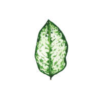 Watercolor painted tropical leaf, Hand drawn green leaf png