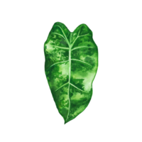 Watercolor painted tropical leaf, Hand drawn green leaf png