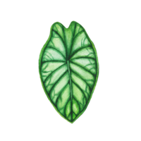 Watercolor painted tropical leaf, Hand drawn green leaf png