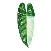 vattenfärg målad tropisk blad, hand dragen grön blad png