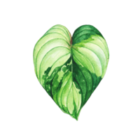 Watercolor painted tropical leaf, Hand drawn green leaf png