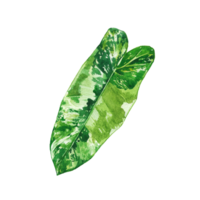 vattenfärg målad tropisk blad, hand dragen grön blad png