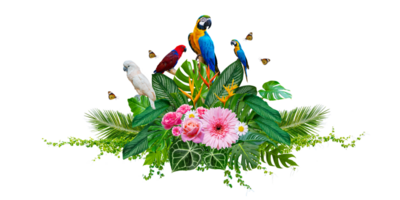 Cluster of bouquets and tropical leaves and with vines and macaws on white background. Isolate on transparent background PNG file.