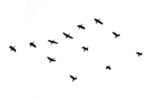 svart silhuett flock av fåglar bakgrundsbelyst isolera på transparent bakgrund png fil