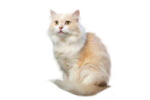 persa gato luz Castanho e branco, isolar em transparente fundo png Arquivo