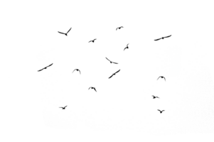 silhouette noire troupeau d'oiseaux rétroéclairé isoler sur fond transparent fichier png