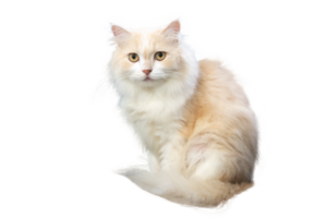 Persian cat light brown and white, isolate on transparent background PNG file