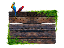 Dark brown antique plank frame background with tropical leaves and vines climbing the edge of the plank and perched on a macaw. Isolate on transparent background PNG file.