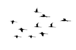 svart silhuett flock av fåglar bakgrundsbelyst isolera på transparent bakgrund png fil