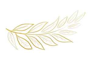 leaf line art golden hand drawn line art  isolate on transparent background PNG file golden stains on white background.