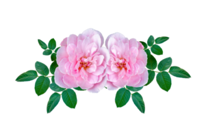 Bouquet of pink roses on Isolate on transparent background PNG file