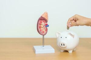 Anatomical human kidney Adrenal gland model with Piggy Bank for disease of Urinary system and Stones, Cancer, world kidney day, Chronic kidney, Donation and Charity concept photo