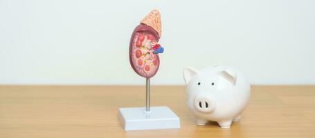 Anatomical human kidney Adrenal gland model with Piggy Bank for disease of Urinary system and Stones, Cancer, world kidney day, Chronic kidney, Donation and Charity concept photo