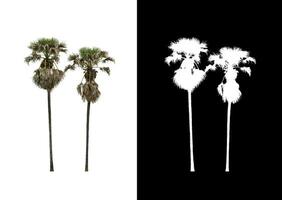 sugar palm that are isolated on a white background are suitable for both printing and web pages photo