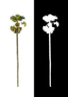sugar palm that are isolated on a white background are suitable for both printing and web pages photo