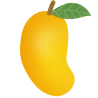 Drawing of mango isolated on transparent background for usage as an illustration, food, fruits and eating concept png