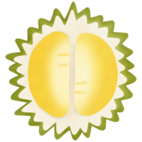 desenhando do durian isolado em transparente fundo para uso Como a ilustração, comida, frutas e comendo conceito png