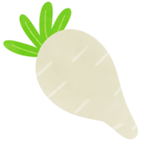 Drawing of daikon radish isolated on transparent background for usage as an illustration, food, vegetables and eating concept png