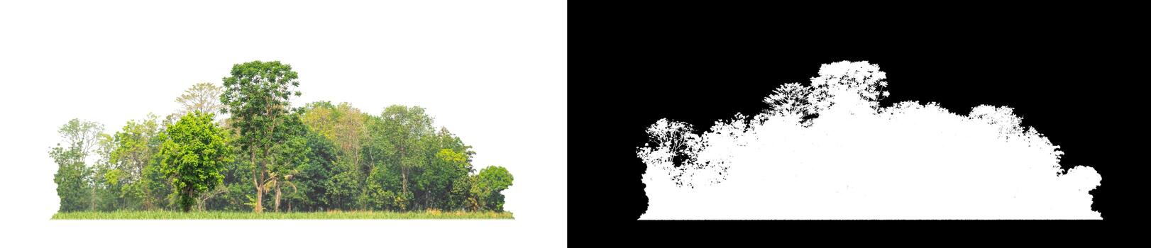 Green Trees isolated on white background.are Forest and foliage in summer for both printing and web pages with cut path and alpha channel photo