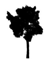 Silhouette tree brush design on white background, illustrations brush brush from real tree with clipping path and alpha channel photo