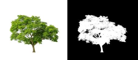 Isolated single tree with clipping path and alpha channel on black background. photo