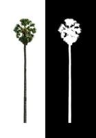 sugar palm that are isolated on a white background are suitable for both printing and web pages photo