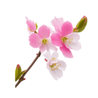 ai gegenereerd, waterverf bloem, bloemen waterverf, waterverf bloem clip art png