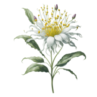 ai generado, acuarela flor, acuarela hermosa defectuoso, acuarela png