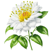 ai generato, acquerello fiore, acquerello bellissimo fiore, acquerello png