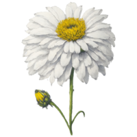 ai generiert, Aquarell Blume, Aquarell schön Blume, Aquarell png