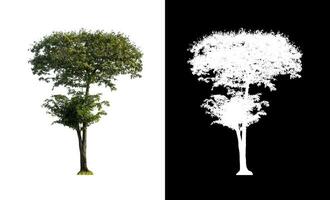 Isolated single tree with clipping path and alpha channel on black background. photo