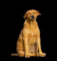 Beautiful dog isolated on black background for both typography and web pages with cut paths and alpha channel photo