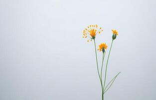 Abstract White Background, White Background, Orange And White Background, Background, photo