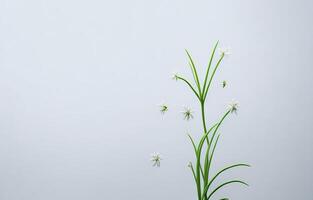 Abstract White Background, White Background, Orange And White Background, Background, photo