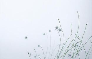 Abstract White Background, White Background, Orange And White Background, Background, photo