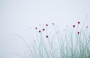 Abstract White Background, White Background, Orange And White Background, Background, photo