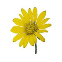 waterverf bloem ontwerp, waterverf bloem bloemen ontwerp, waterverf bloem arrangementen, bloem sublimatie bloemen clip art, bruiloft, ai gegenereerd png