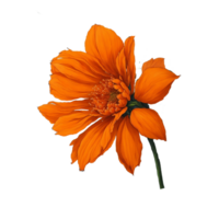 waterverf bloem ontwerp, waterverf bloem bloemen ontwerp, waterverf bloem arrangementen, bloem sublimatie bloemen clip art, bruiloft, ai gegenereerd png