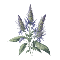 vattenfärg blommig design med triangel ram, vattenfärg blombukett, vattenfärg bukett blomma, bröllop blomma, vattenfärg blommig design, botanisk blomma, vattenfärg dekoration, ai genererad png