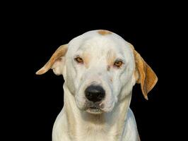 hermosa perro aislado en negro antecedentes para ambos tipografía y web paginas con cortar rutas y alfa canal foto