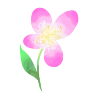 roze bloem water kleur png