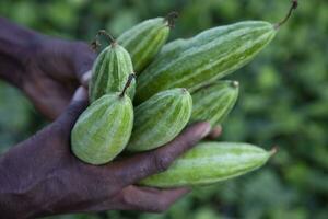 Farmer Hand-holding some raw green pointed gourd. selective Focus photo