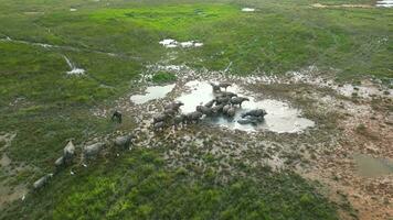 A herd of buffaloes walking toward a muddy field. Aerial rotating follow video